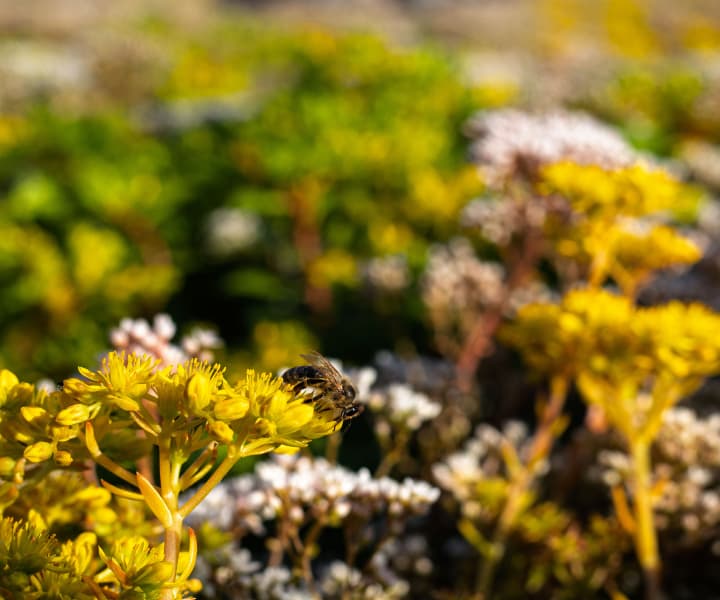 Ziva_zahrada_Rihacek